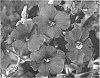 Aubrieta%20hybrida%20%27ABRZ0004%27