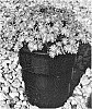 Phlox%20borealis%20x%20Phlox%20bifida%20%27Pink%20Parasol%27