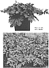%20x%20Heucherella%20hybrid%20%27Plum%20Cascade%27