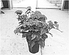 Pentas%20lanceolata%20%27PEZZ0005%27