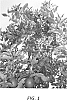 Malus%20domestica%20Borkh%20%27Galafab%27