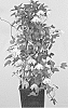 Clematis%20koreana%20var.%20carunculosa%20%27WIT141205%27