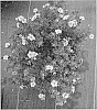 Potentilla%20fruticosa%20%27SMPFMY%27