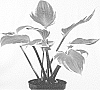 Hosta%20hybrida%20%27Sorbet%27