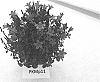 Campanula%20portenschlagiana%20Schult.%20%27PKMP11%27