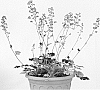 Heuchera%20hybrid%20%27Red%20Pearls%27