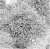 Ilex%20x%20hybrida%20%27EN1%27