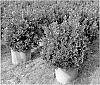 Ilex%20x%20hybrida%20%27EN2%27