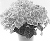 Hydrangea%20macrophylla%20%27SCHROLL99-11-01%27
