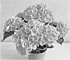 Hydrangea%20macrophylla%20%27SCHROLL139-09-01a%27