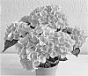 Hydrangea%20macrophylla%20%27SCHROLL139-09-01a%27