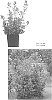 Scrophularia%20macrantha%20%27TNSCRCR%27