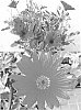 Arctotis%20hybrida%20%27Bonarc%200729%27