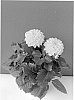 Dahlia%20hybrida%20%27BKDAMYL%27
