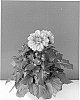 Dahlia%20hybrida%20%27BKDAMGE%27