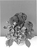 Dahlia%20hybrida%20%27BKDAMDR%27
