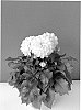 Dahlia%20hybrida%20%27BKDAMWT%27