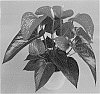 Anthurium%20andreanum%20%27RYN2010083%27