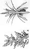 Aechmea%20fendleri%20x%20Aechmea%20dichlamydea%20trinitensis%20%27Del%20Cielo%27