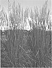 Sorghastrum%20nutans%20%27Thin%20Man%27