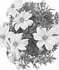 Bidens%20ferulifolia%20%27Bidpopsta%27