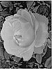 Rosa%20hybrida%20%27Lim10%27