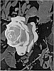 Rosa%20hybrida%20%27LIMkiss%27