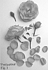 Rosa%20hybrid%20%27Poulpal068%27