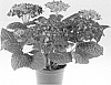 Hydrangea%20macrophylla%20%27SCHROLL88-09-02%27