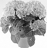 Hydrangea%20macrophylla%20%27SCHROLL124-09-01%27