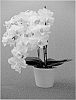 Phalaenopsis%20hybrid%20%27PHALDUXHA%27