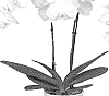 Phalaenopsis%20hybrid%20%27PHALFOREI%27