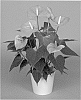 Anthurium%20andreamum%20L.%20%27ANTHEUBP%27