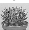 Aloe%20aristata%20%27AMIAL1614%27