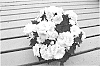 Campanula%20hybrid%20%27PKM05%27