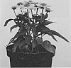 Echinacea%20hybrid%20%27Tweety%27