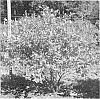 Lonicera%20caerulea%20var.%20emphyllocalyx%20%27Pirika%27