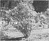 Lonicera%20caerulea%20var.%20emphyllocalyx%20%27Willa%27