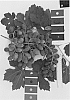 Vitis%20interspecific%20hybrid%20%27IFG%20Twenty-four%27