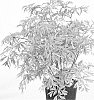 Sambucus%20nigra%20%27Jdeboer001%27