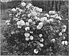 Viburnum%20plicatum%20f.%20plicatum%20%27PIIVIB-II%27
