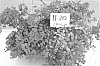 Lagerstroemia%20indica%20%27SB%202011-20%27