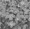 Aubrieta%20hybrida%20%27ABRZ0006%27