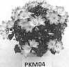 Campanula%20hybrid%20%27PKM04%27