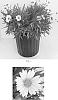 Coreopsis%20hybrid%20%27Balupteam%27
