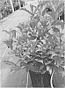 Weigela%20hybrida%20%27VUKOZ083328%27