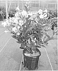 Weigela%20hybrida%20%27VUKOZGEMINI%27