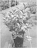 Weigela%20hybrida%20%27VUKOZ90345%27