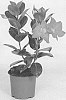 Mandevilla%20sanderi%20%28Hemsl.%29%20Woodson%20%27OOSMANPIN2%27