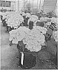 Hydrangea%20hybrida%20%27HMUPSI%27